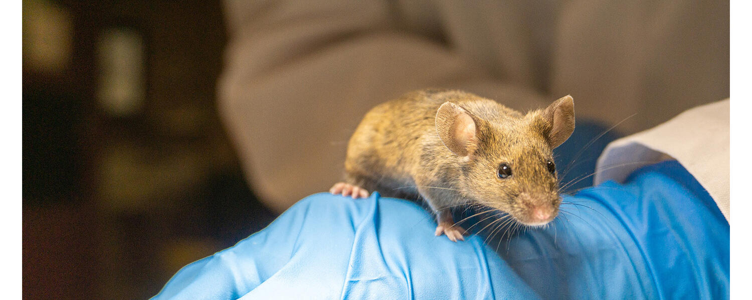 mouse
