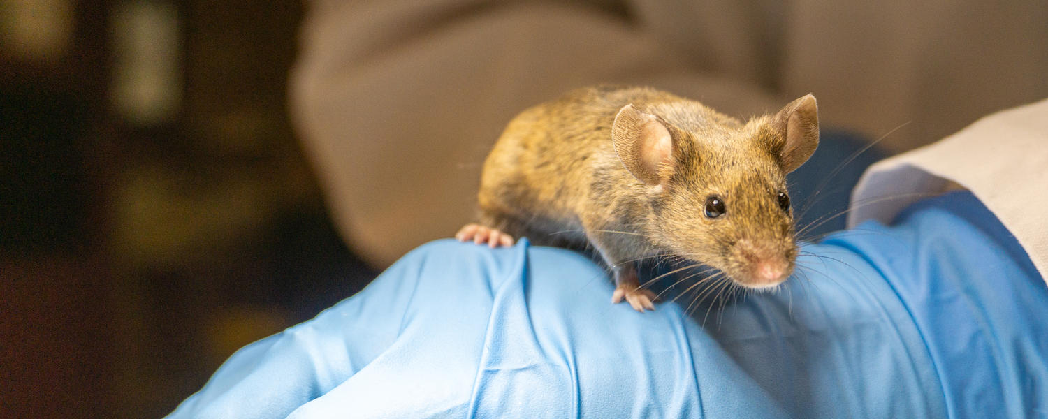 Laboratory Mouse