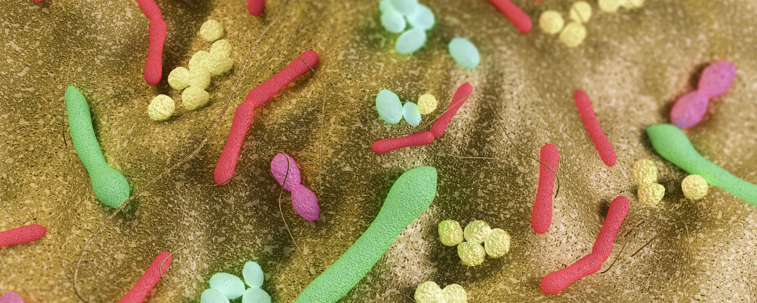Gut Bacteria
