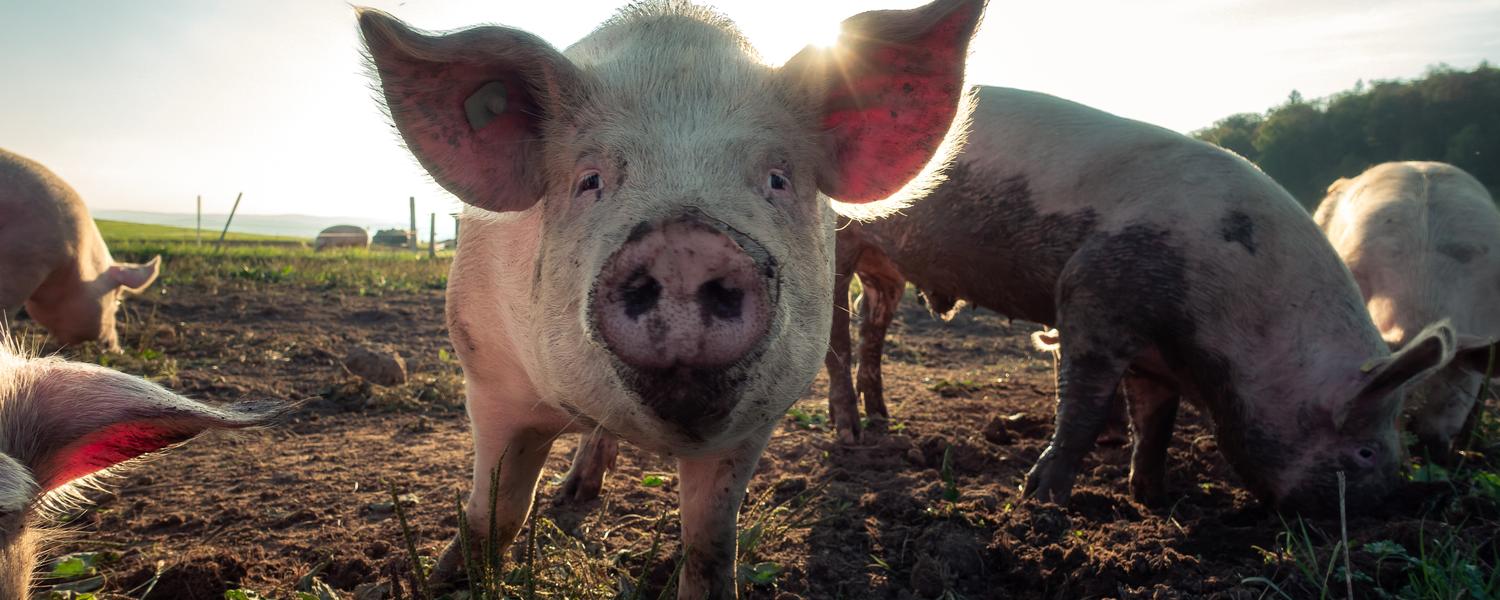 Pigs