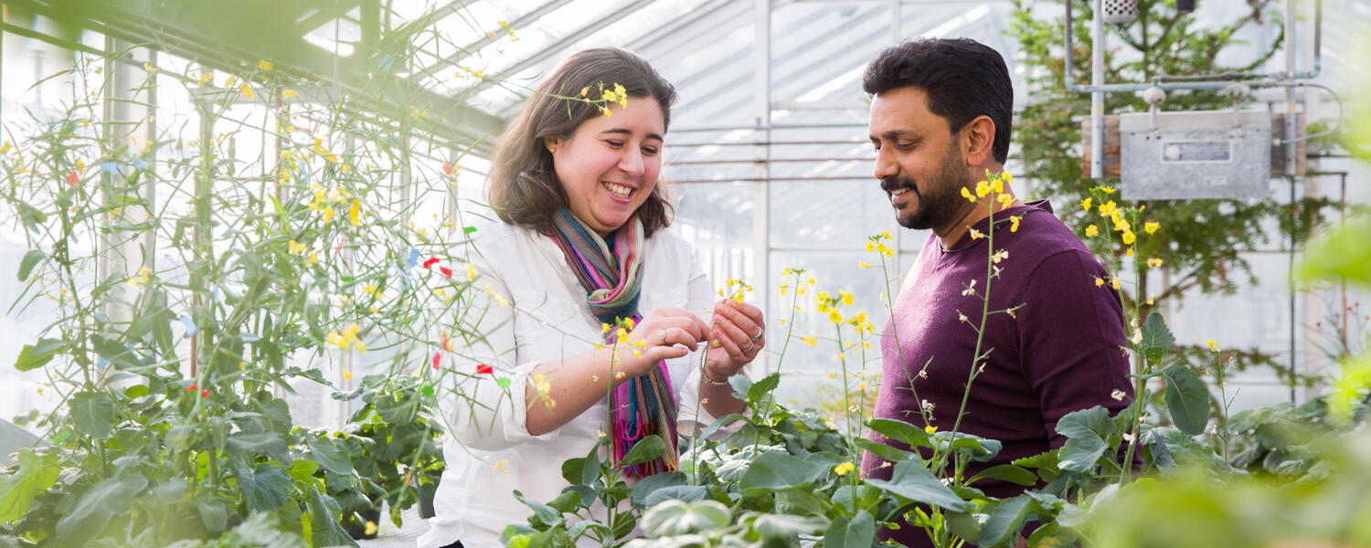 Faculty of Science researchers with canola in greenhouse