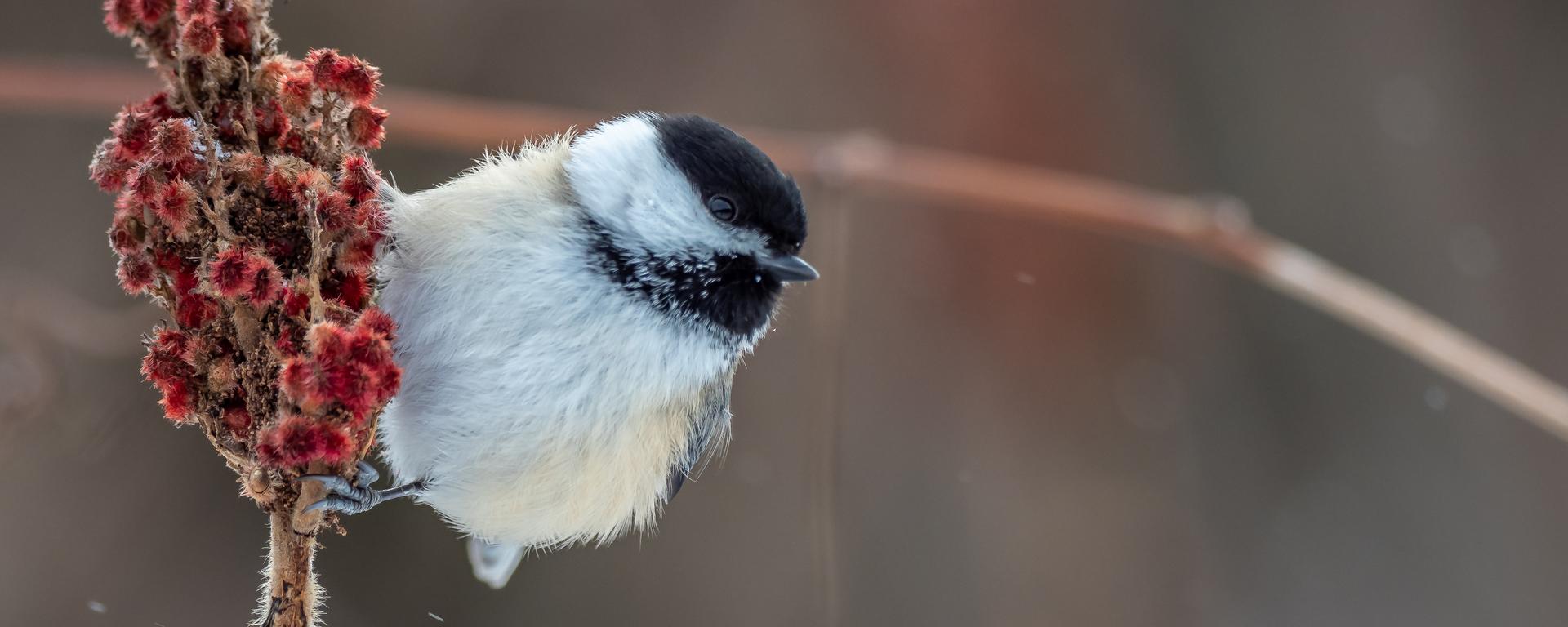 Chickadee