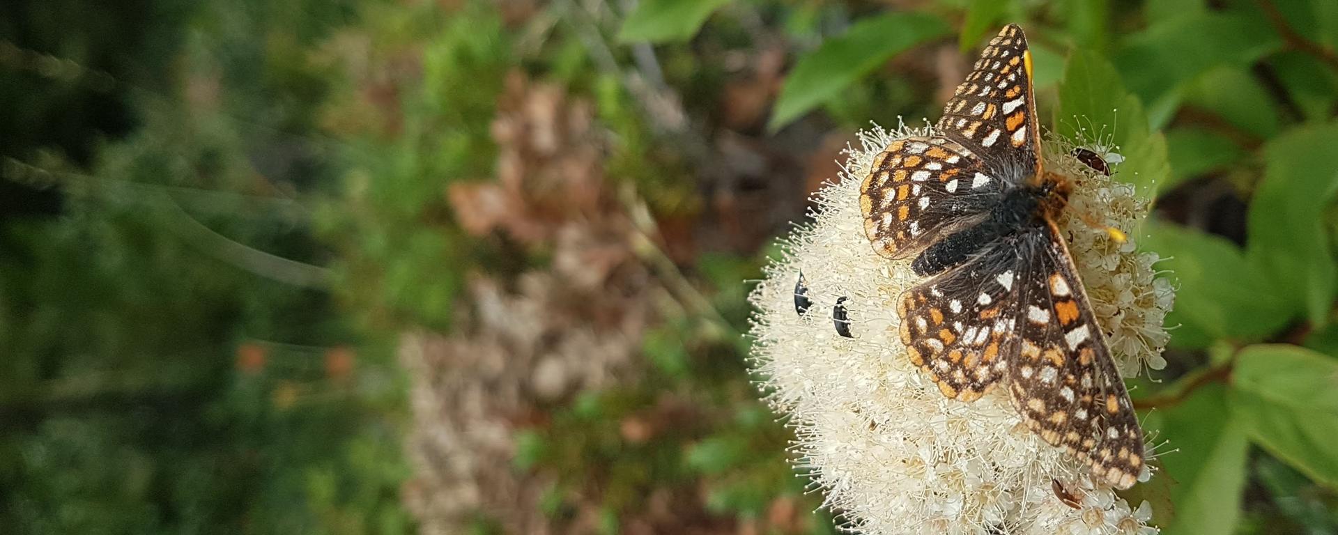 Butterfly on flower