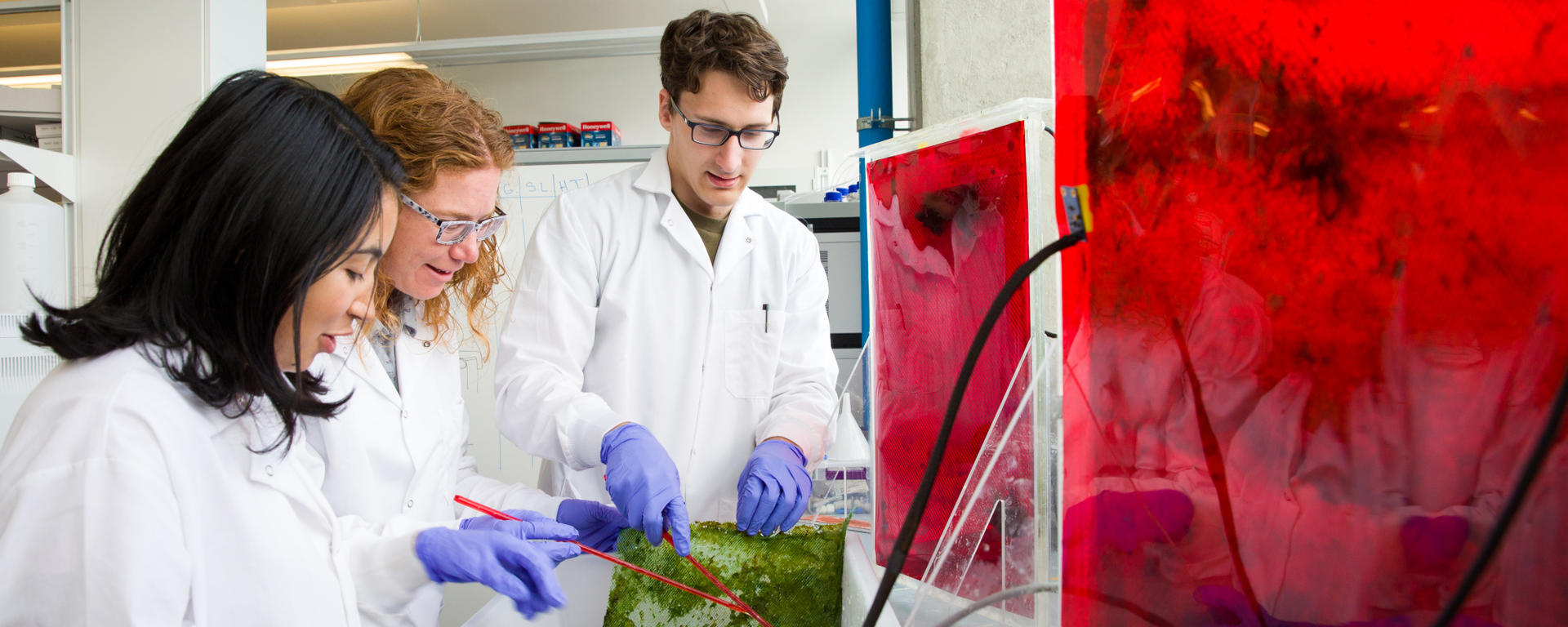 3 people in the lab looking at algae
