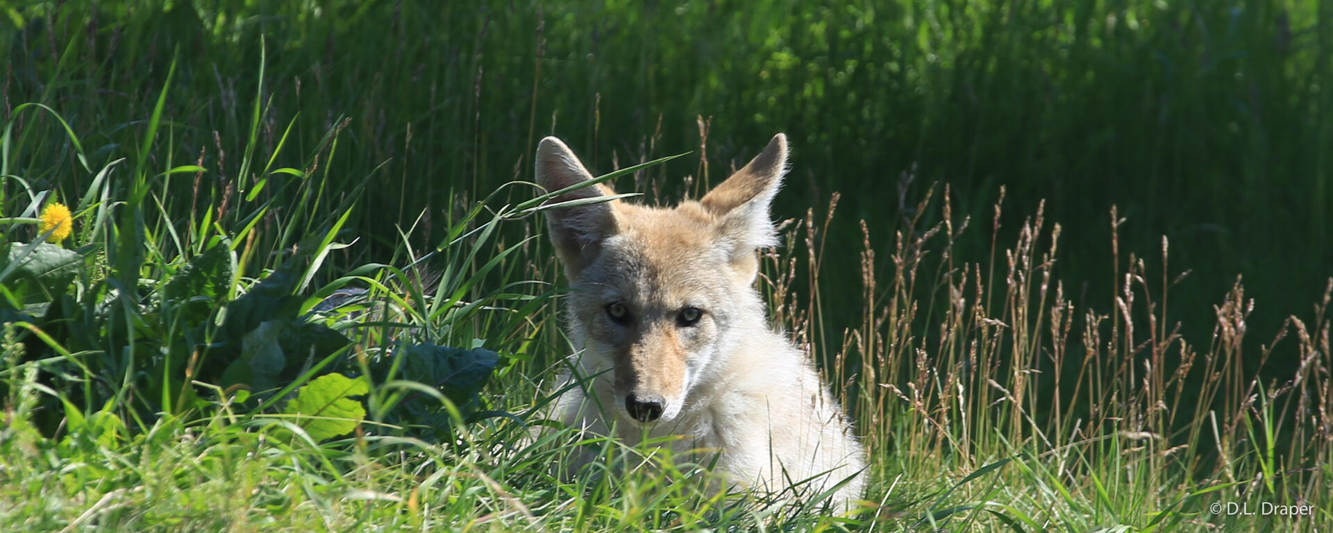 Coyote laying down in the grass on campus.