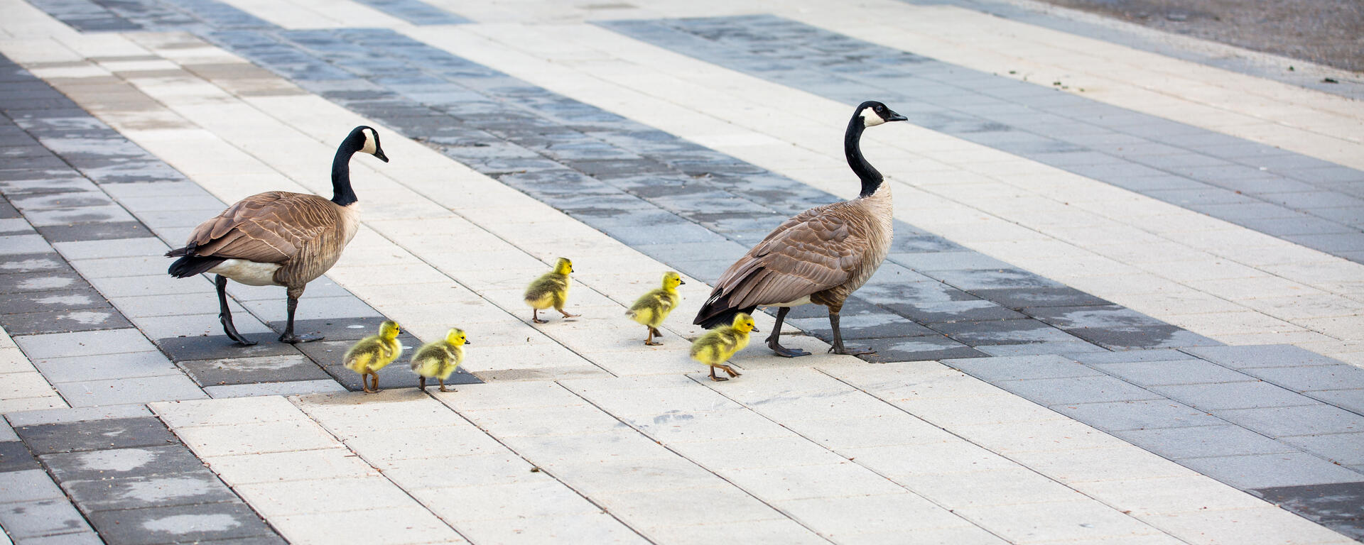 Geese and goslings