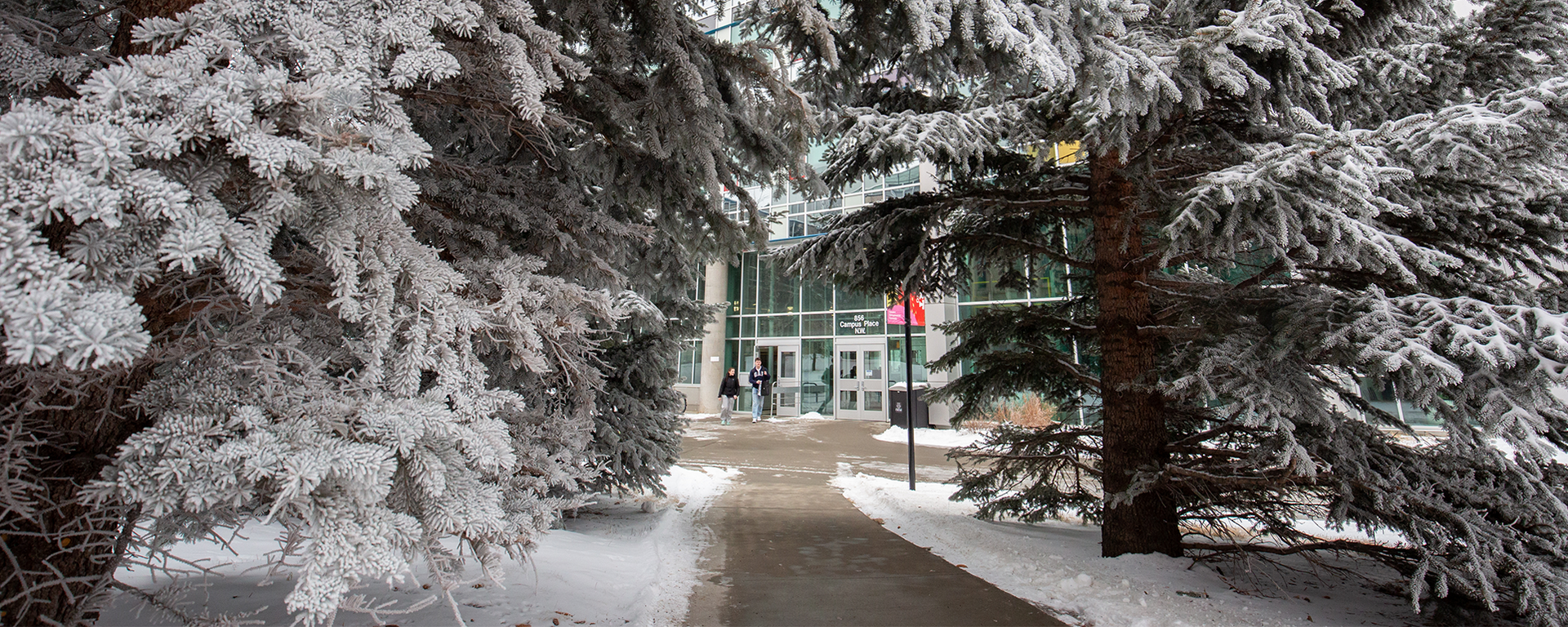 Walking through pine trees on UCalgary campus