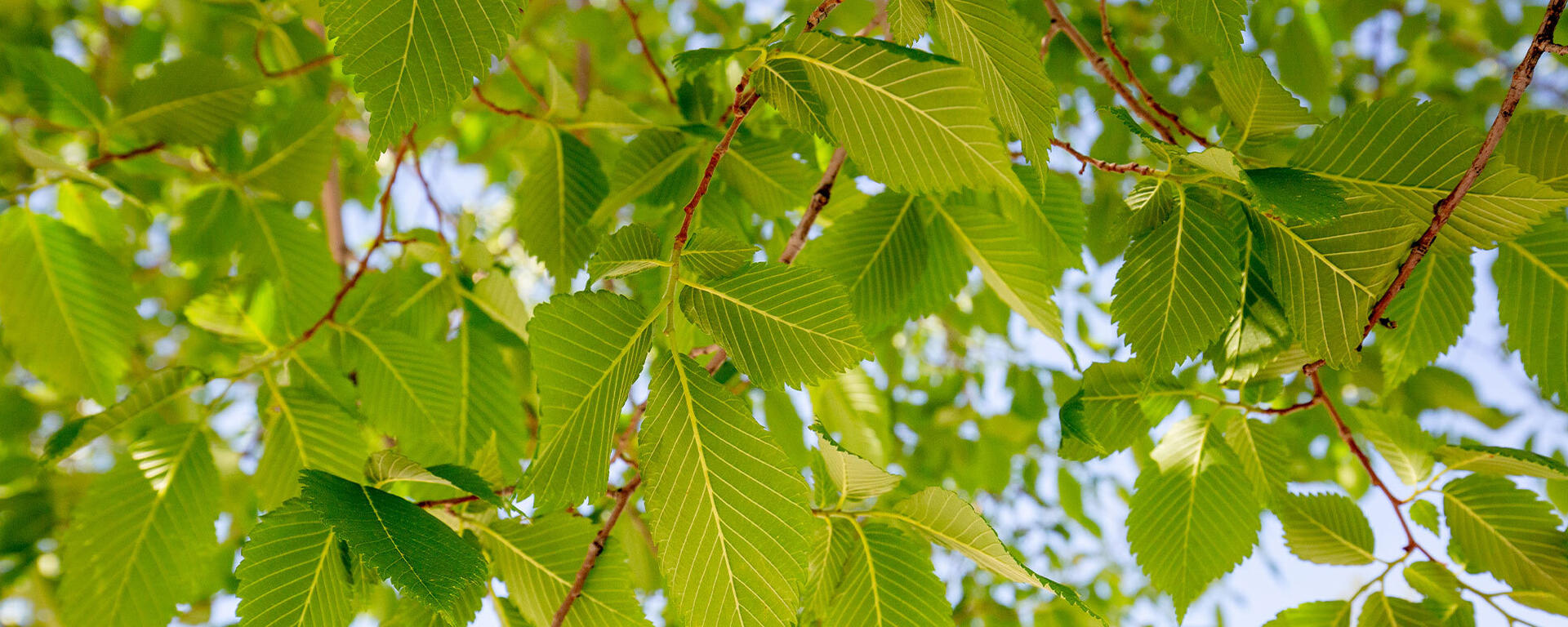 Looking through the tree leaves