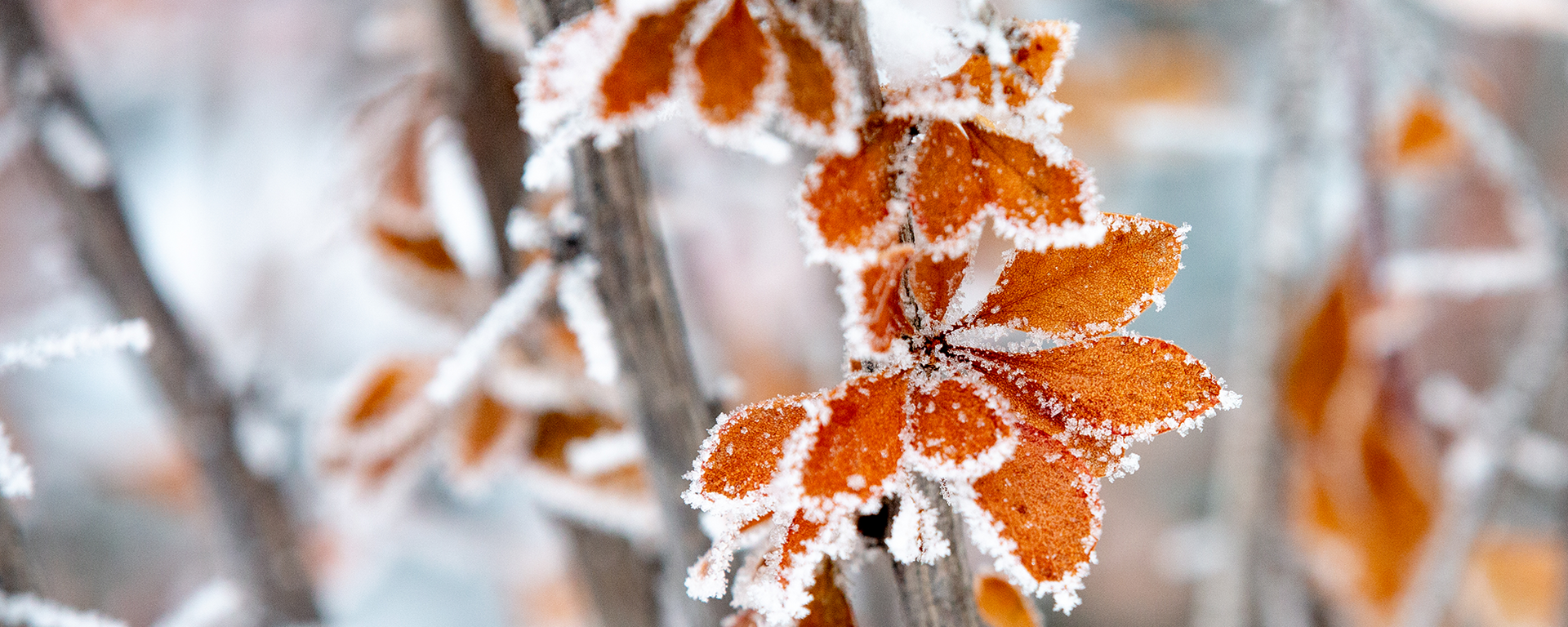 Frost on fall leaves