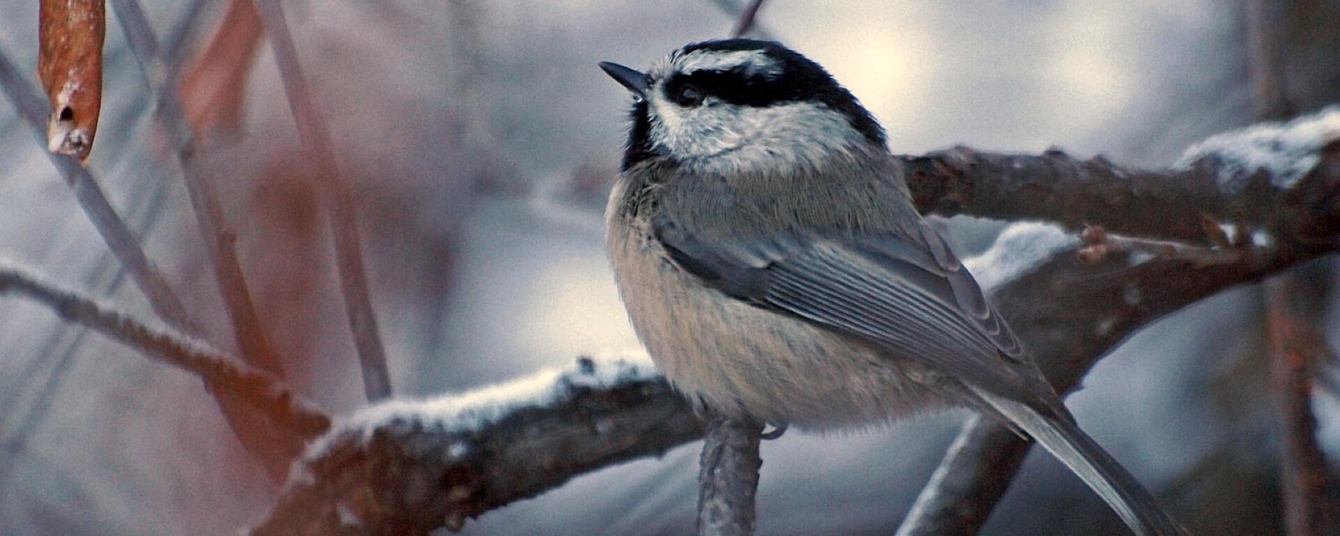Mountain chickadee on a tree branch in winter