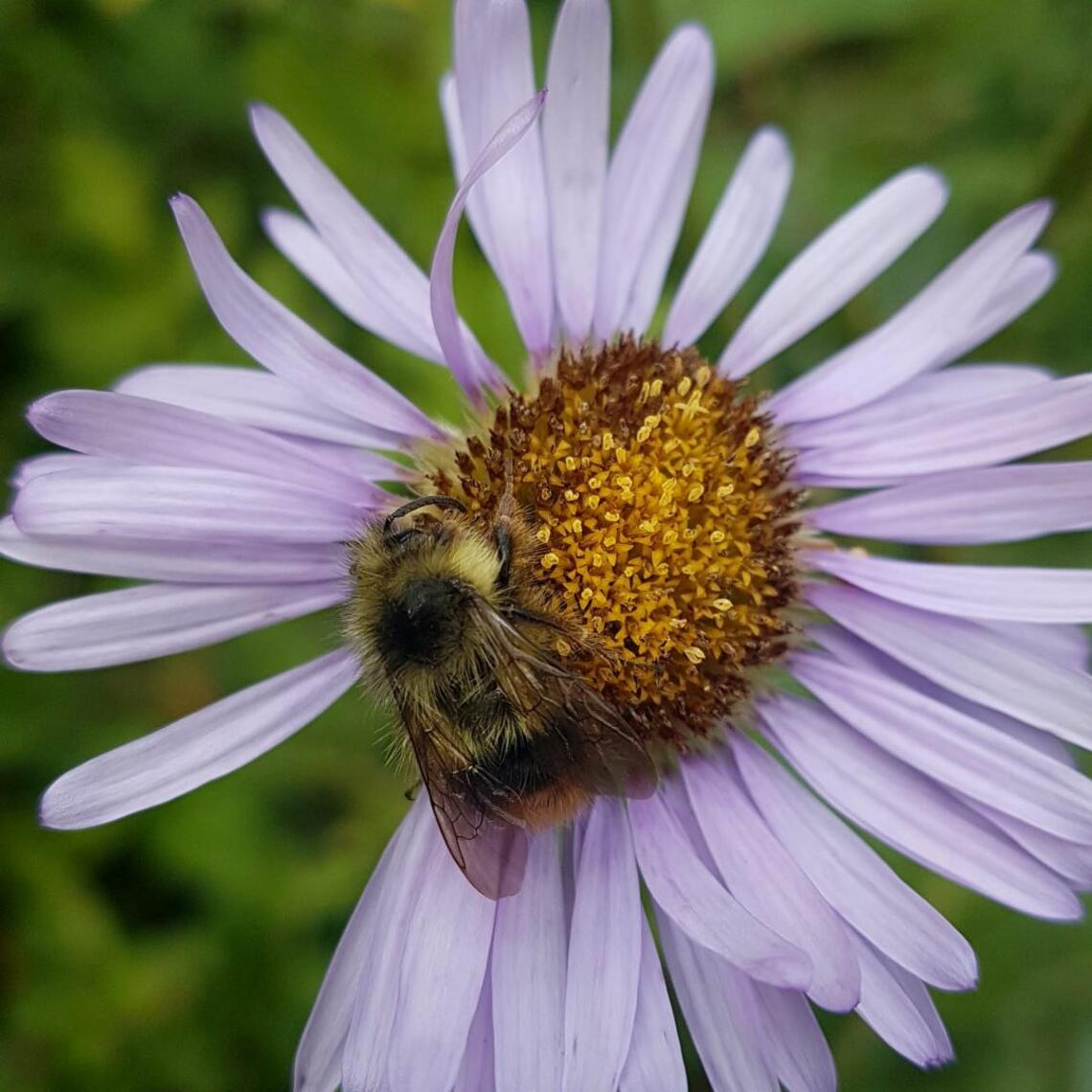 Bee on flower 