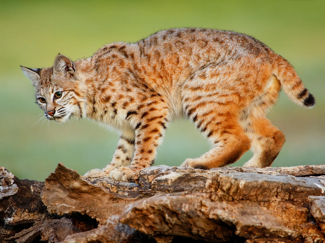 bobcat