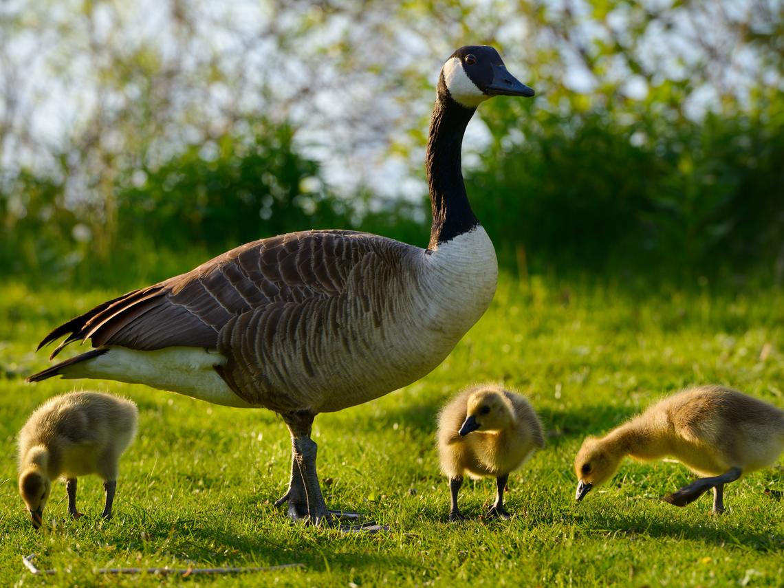 Canadian Goose