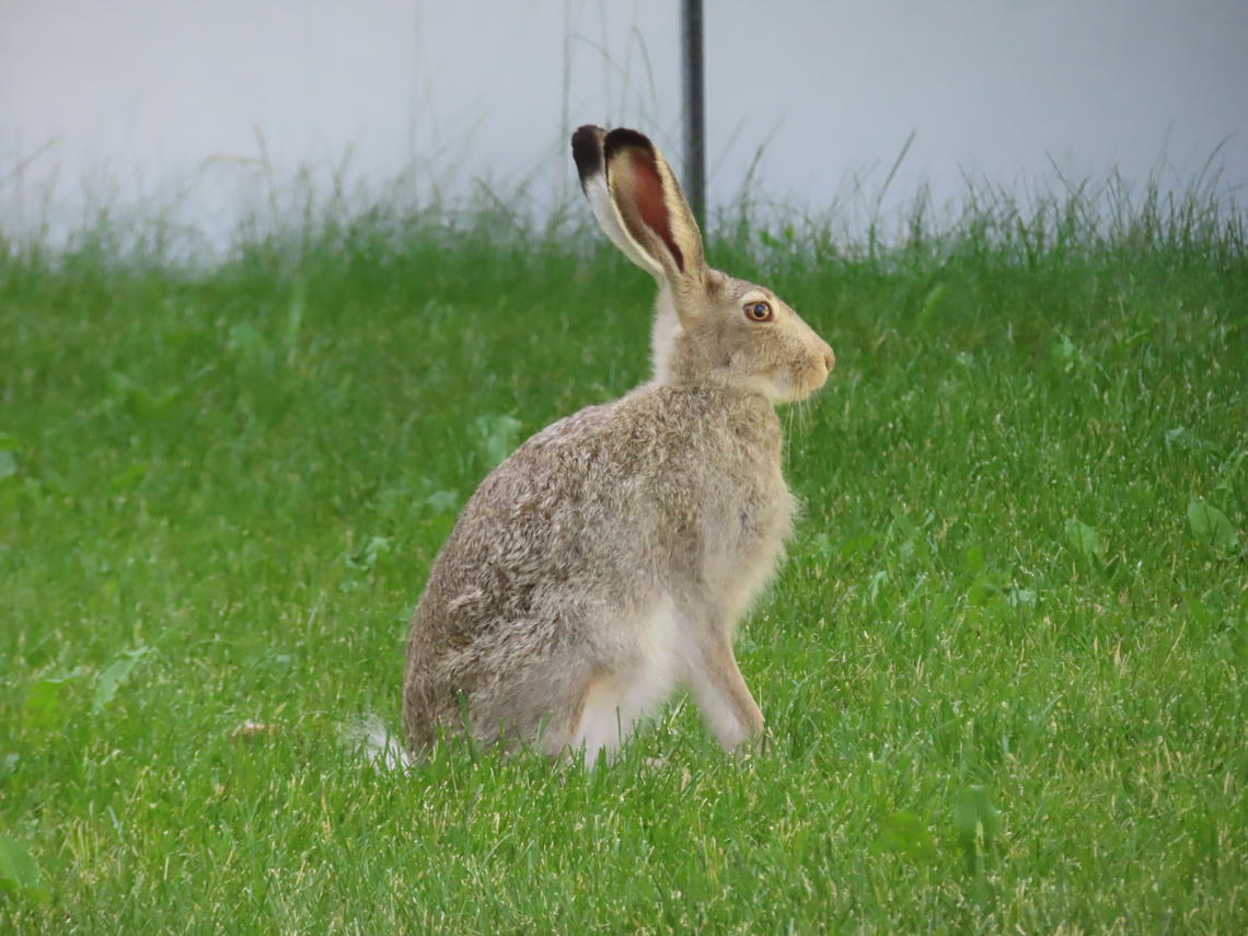 White-tailed Jackrabbit