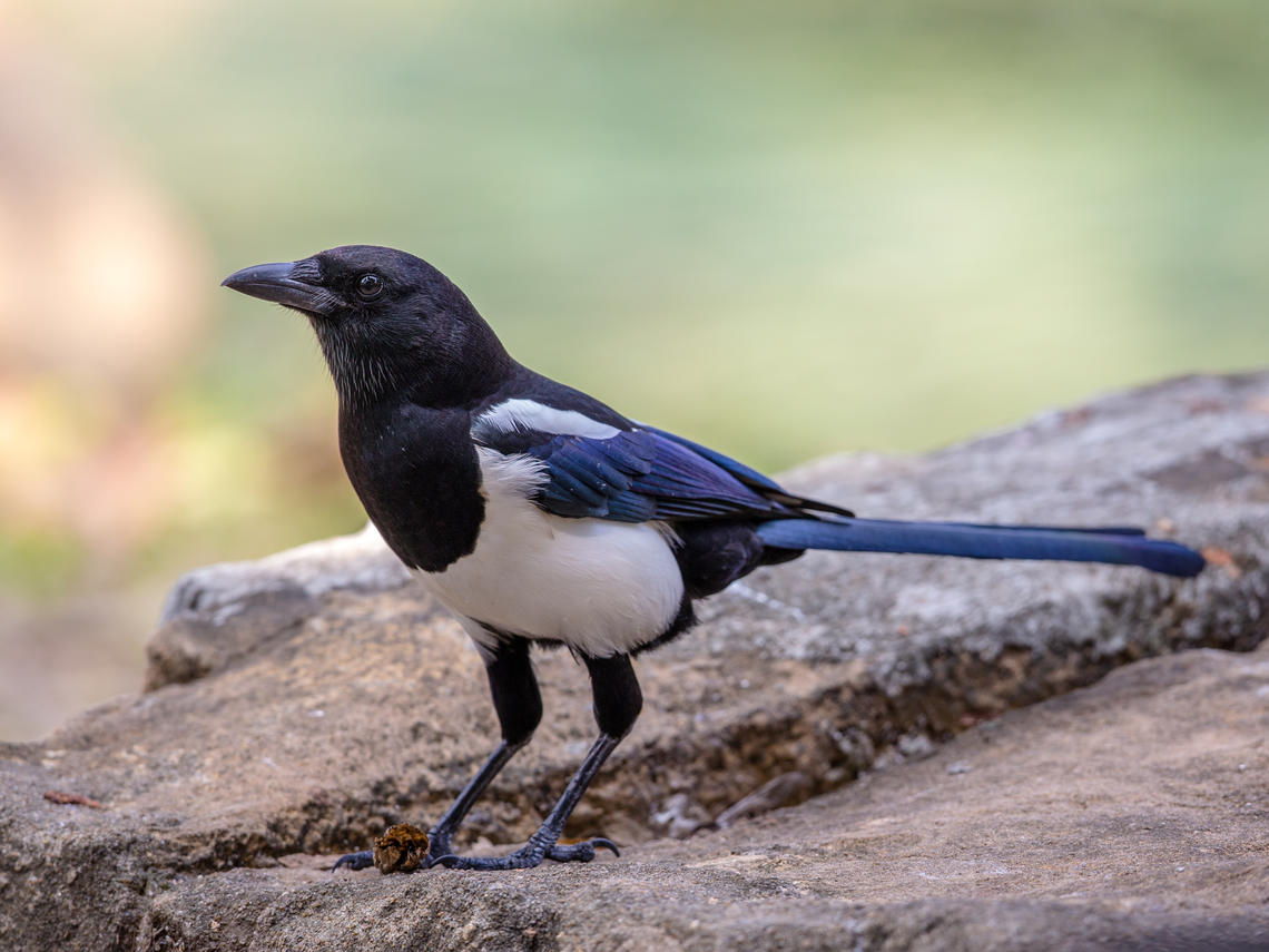 Black-billed Magpie