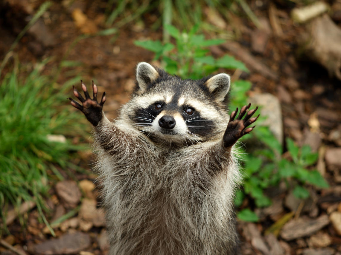 Raccoon