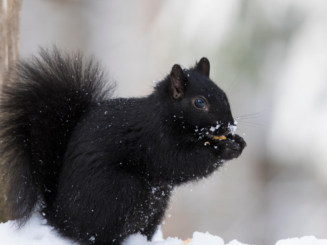 Squirrel