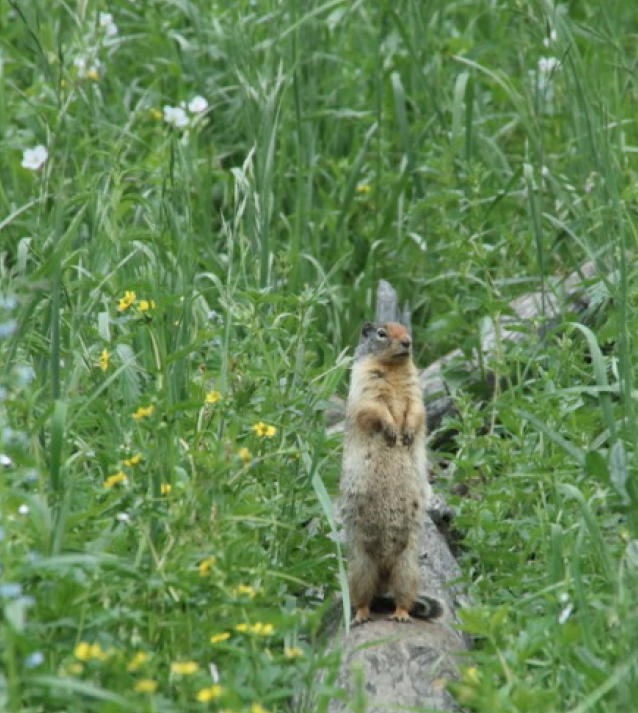 A Columbian ground squirrel scanning its environment above the tall grass, from atop a fallen tree.