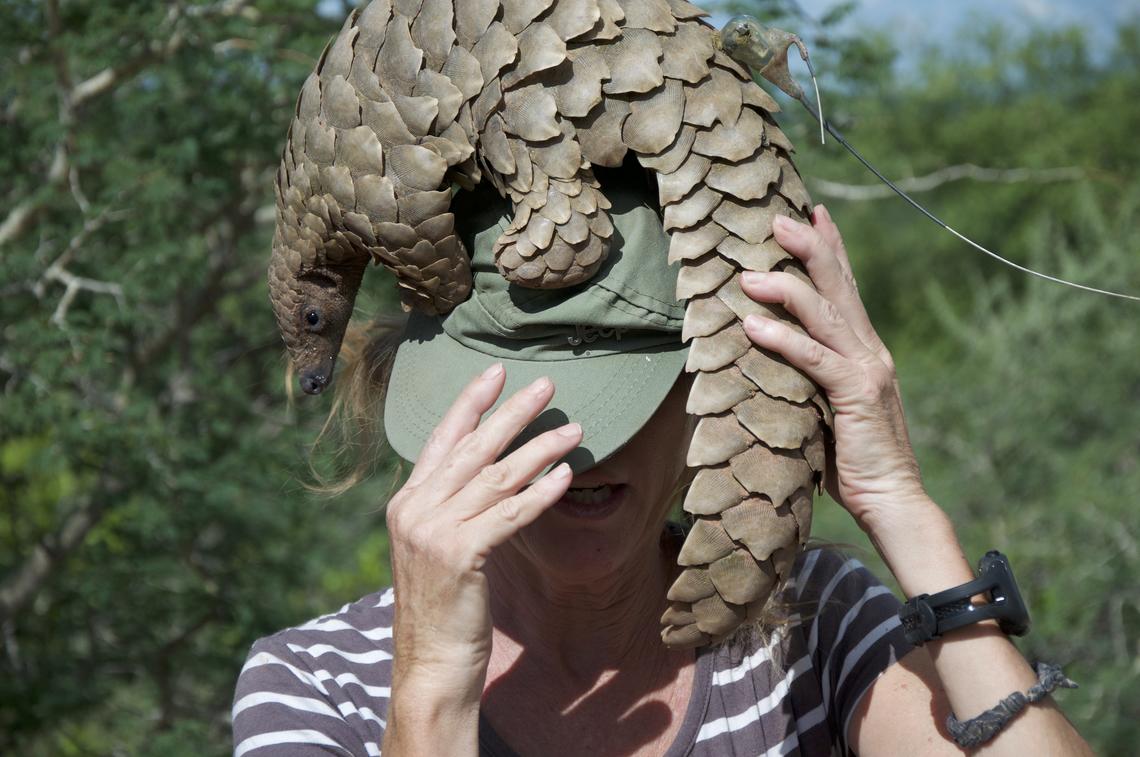 Pangolin 