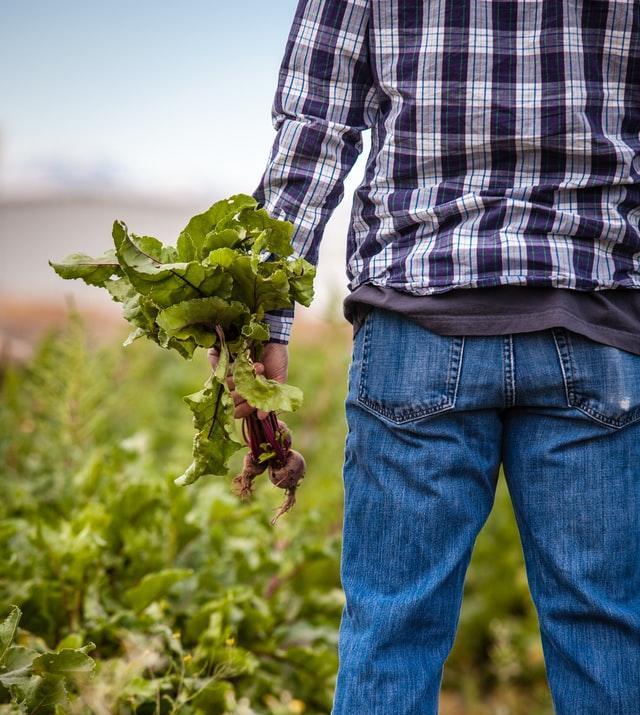 Farmer holding beets