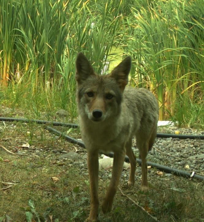 Coyote by Shelley Alexander Coyote by Shelley Alexander