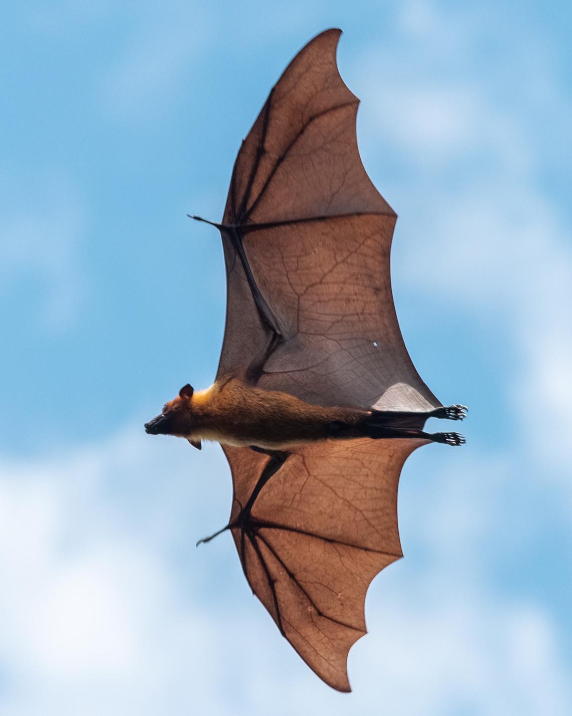 Bat