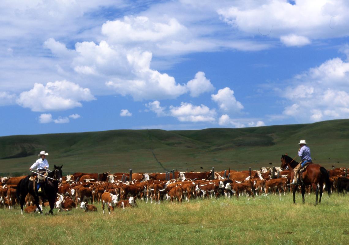 Cattle and blue clouds