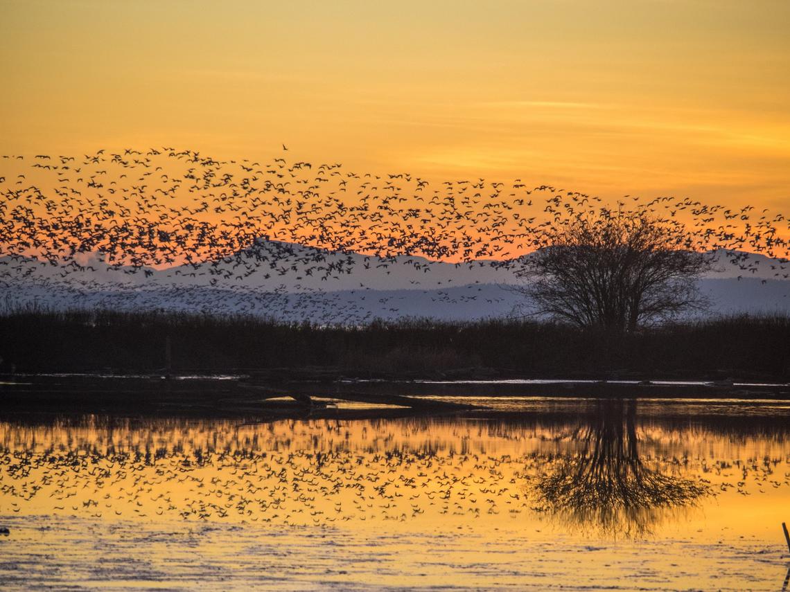 Birds flying over water