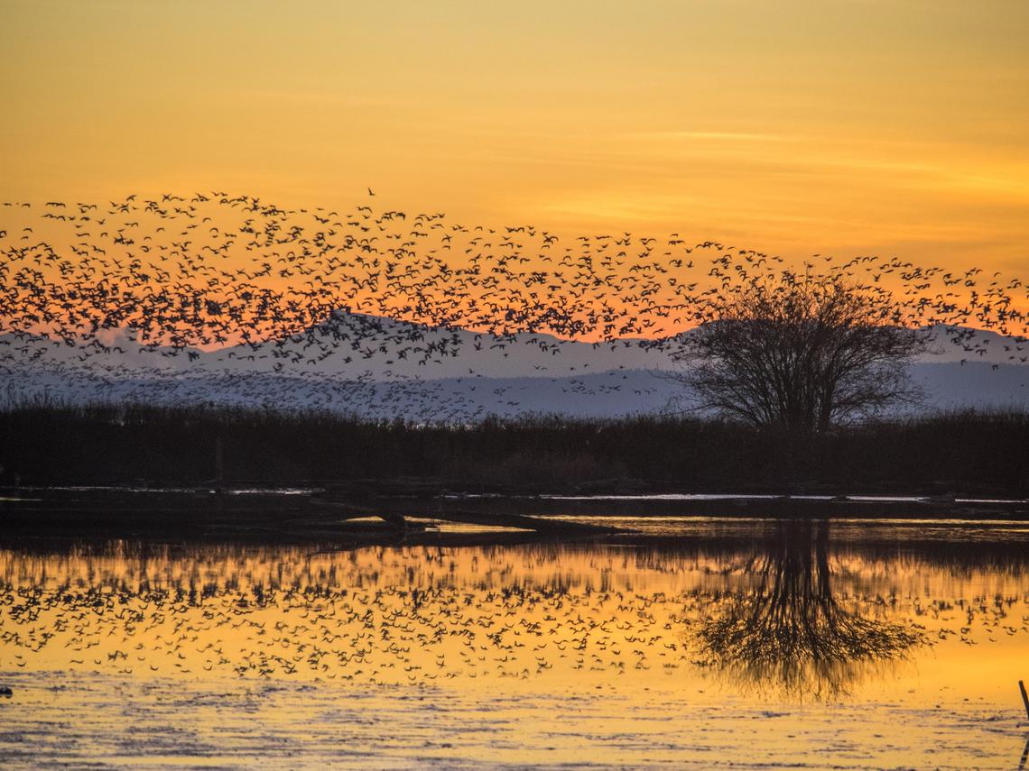 Birds flying over water