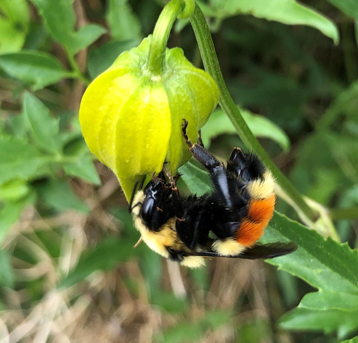 Bee on flower