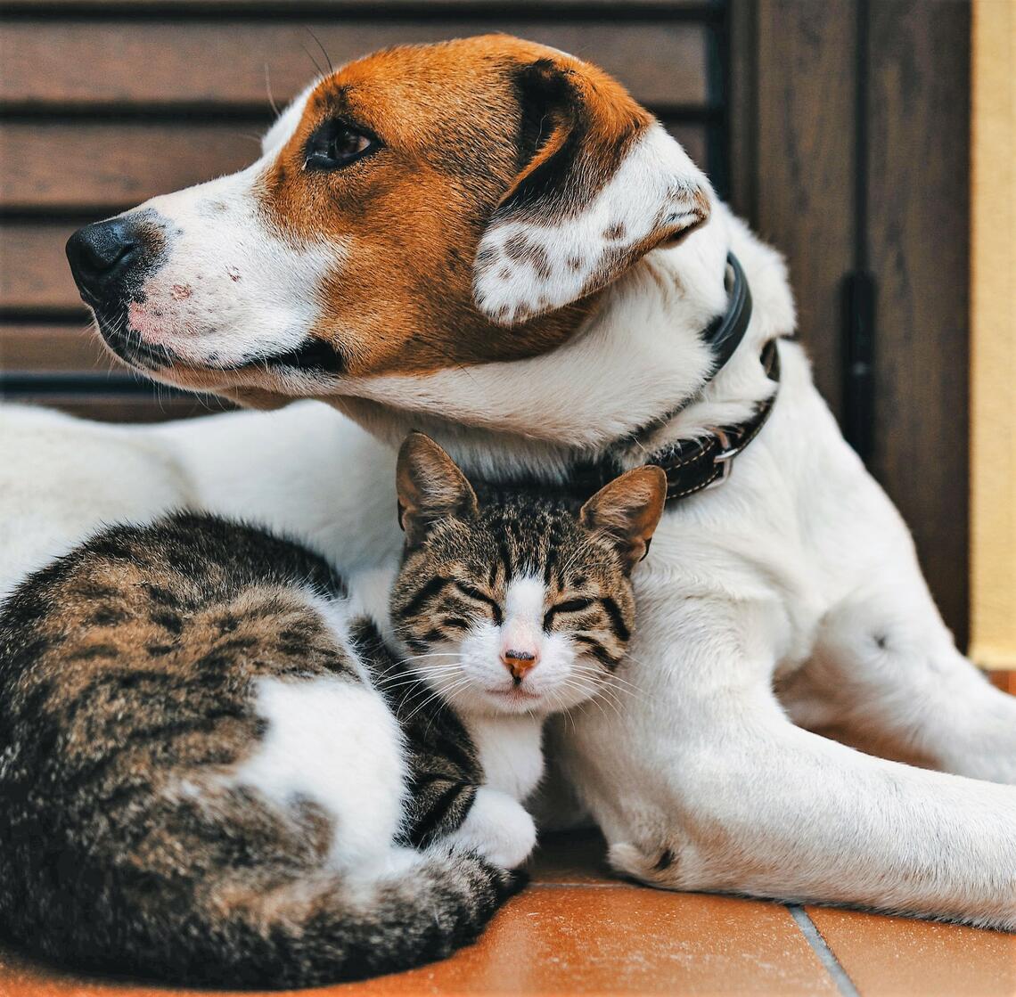 Dog and cat