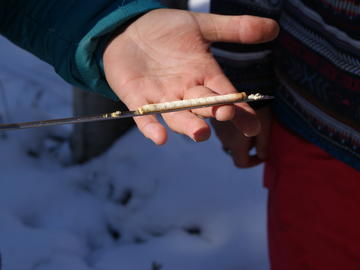 A student examines a tree core sample 