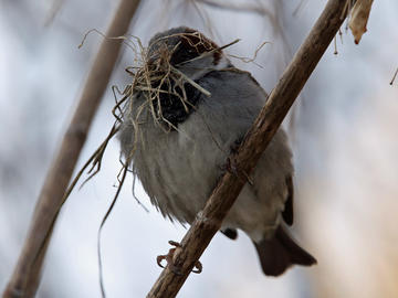 Nesting sparrow