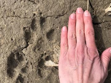 Coyote paw print