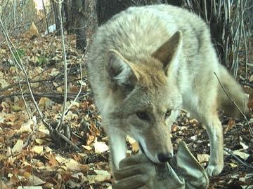 Coyote