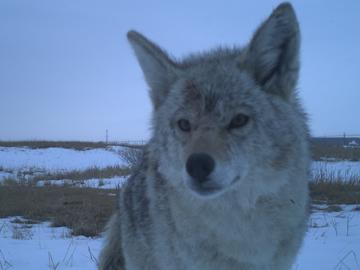 Coyote