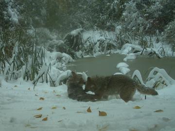 Coyote