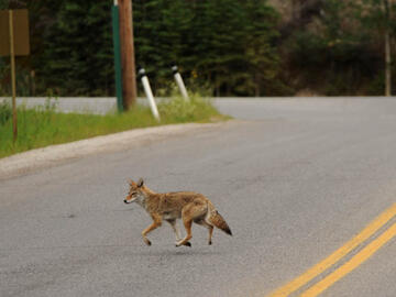 Coyote in Banff