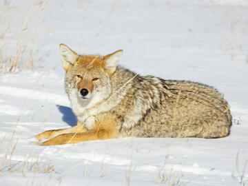 Coyote in sun