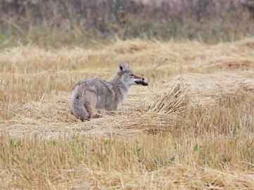 Coyote at hunt