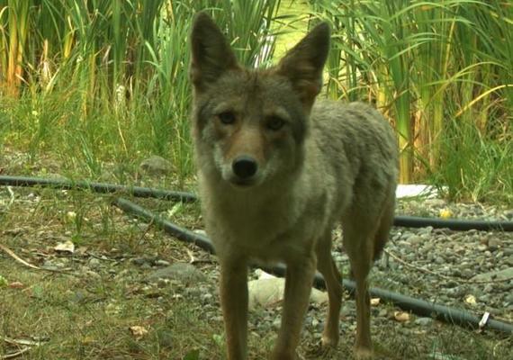 A coyote caught on camera.
