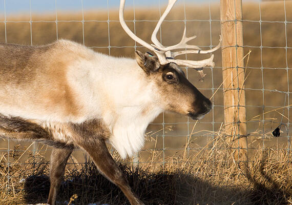 reindeer
