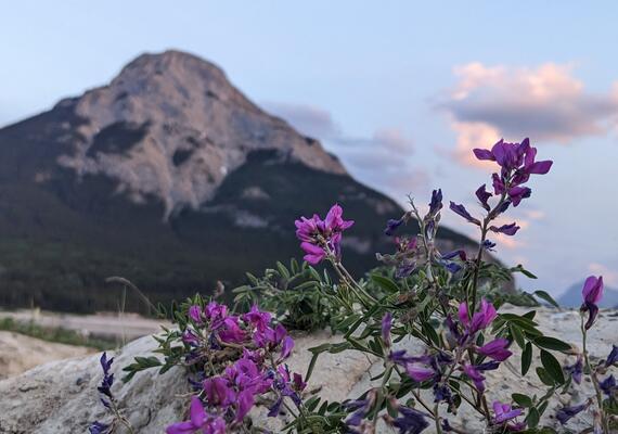 purple flowers with a mountain in the background