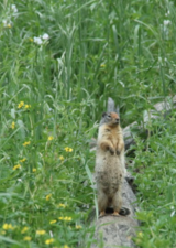 ground squirrel