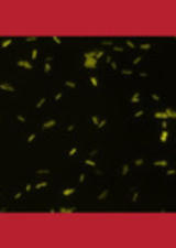 Microbe image