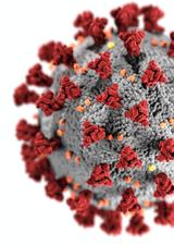 coronavirus