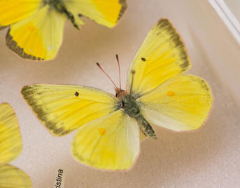 Butterfly sample at BGI