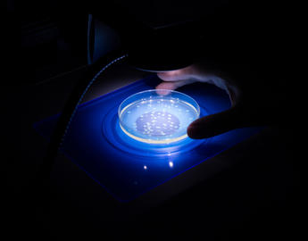 Sample under microscope