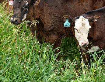 calves