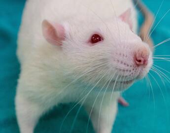 Rodents (76%)